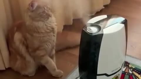 Funny cat