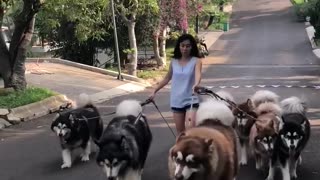 Malamute Pack Help Walk Owner