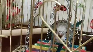 hungry parrot