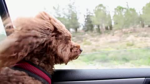 Puppy enjoying car tour