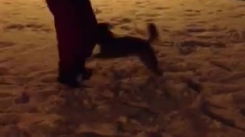 The puppy see snow for the first time and goes crazy with joy