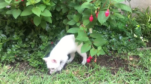 The most beautiful cat plays with flowers very very funny