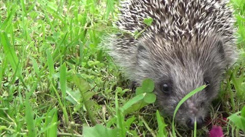 Videos, beautiful cute hedgehog very beautiful thing to see.