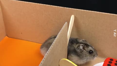 Hamster Level Puzzle Solving