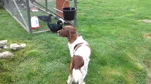 Plucky Duck Is Determined To Make Shy Dog Her Friend