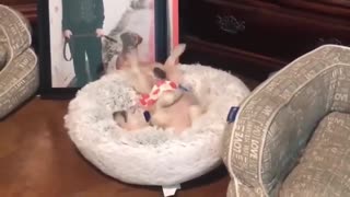 I have never seen a dog enjoy his bed so much