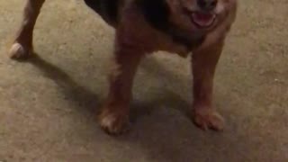 Brown dog standing on top of grey carpet barking at camera