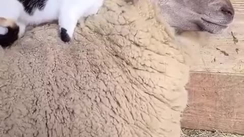 Cute Kitten 🐈 giving love to a sheep - Cute Cat Videos