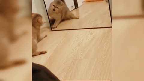 cat looks in the mirror and doesn't like what he sees
