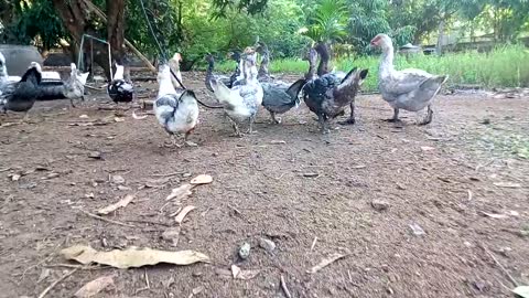 Ducks And Ducklings Moving Together In Family Reunion Group