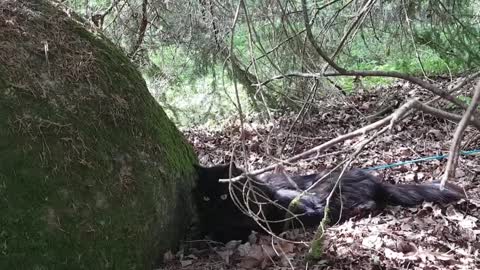 Katten Milla vägrar gå hem ifrån skogen, så dagens videor sena