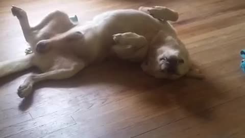 Goofy dog sleeps in very unusual position