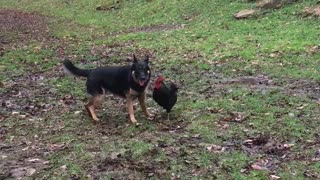 Dog and Rooster enjoying some play time.