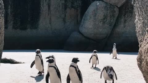penguin and company