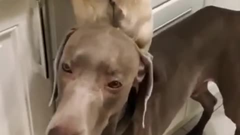 funny videos of dogs cheering