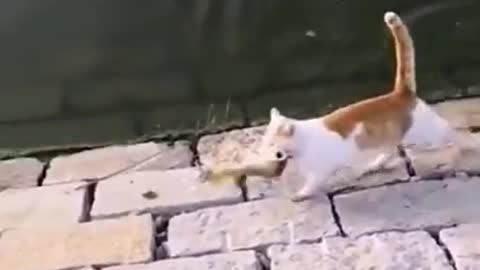 Funny Cat | Cute cat | Funny Animals