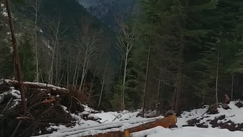 I Encountered a Bear on my Hike !