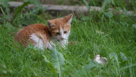 Funny cat 🐈palying in a park videos 😍