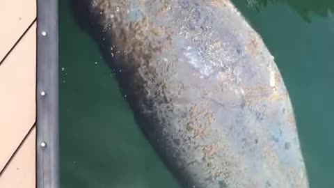 Tranquil Encounters: A Sleeping Manatee in Key West's Marina | Dolphin Watching Charter