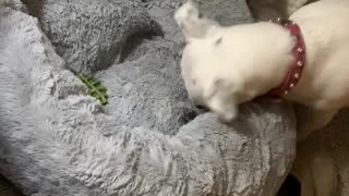 Dog " burying" her treat