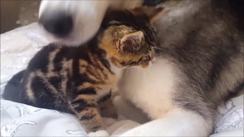 Kitten searches for milk in husky's fur