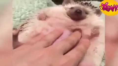 funny video of cute Animal