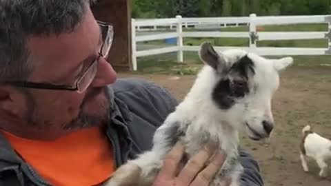 Baby Goat Being Loud - Screaming