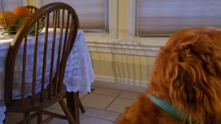 Focused Dog Can't Stop Staring at Lit Wall