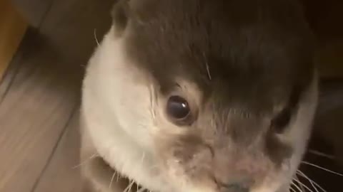 Funny otter looks very hungry