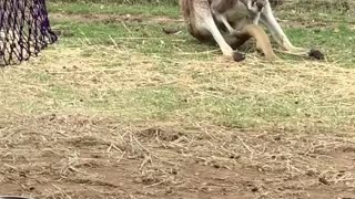 Kangaroo 1