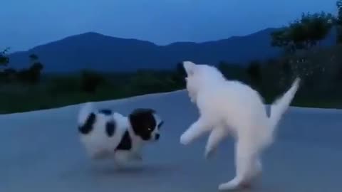 Playing little dog and cat