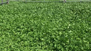 Bed of clover