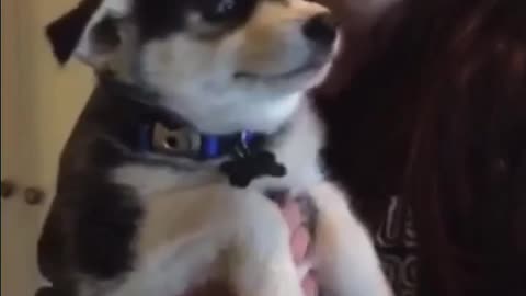 Husky pup speaking just like a baby 😂😂😂