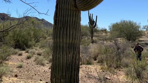 Rare beautiful crested Saguaro.