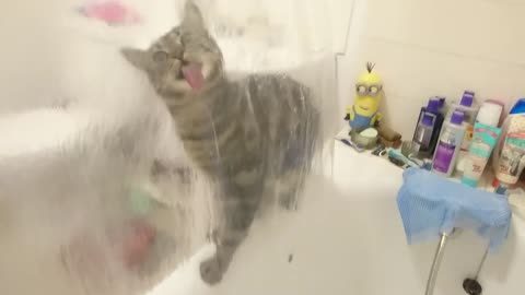 Cute Cat Video Cat Lick Shower Curtain