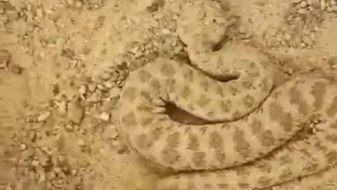 Rare snake is seen in panama