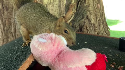 Squirrelly Bob. With a toy.