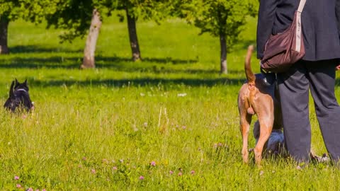 Group of Dogs in Park Gathering