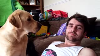 Labrador hates being ignored