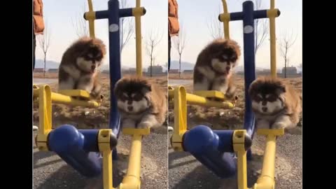 Cute Dogs Swinging On Machine In Winter Sun Shine Day