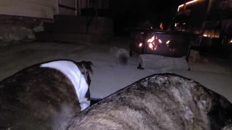 Pitbull and Plott Hound Enjoying memorial day fire!