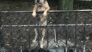 Miley cyrus dog climbs over fence from bench