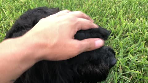 Baby and doggie at park