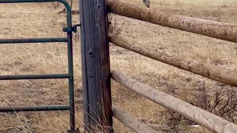 Mountain Lion Chases Coyotes From Carcass