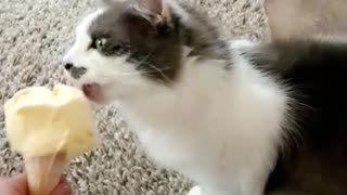 White cat licking ice cream