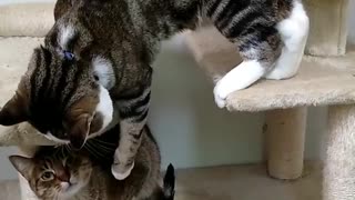 a cat teaches a kitten to crawl and falls