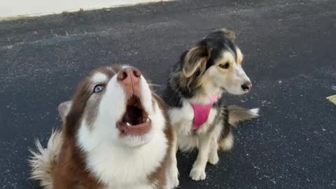 Sassy Husky Hilariously Talks Back To His Human When He Is Told To Sit