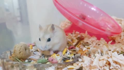 a biscuit-eating hamster