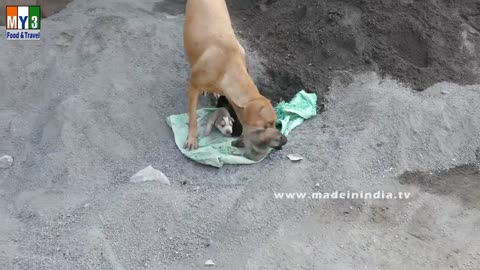 Dog Saves Newborn Puppies | Caring Mother