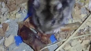 3 - Year Old Dwarf Hamster SAVAGES Chicken Thigh!